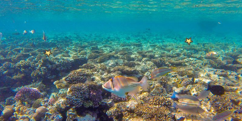 7 Tempat Wisata Bagi Pecinta Snorkeling di Bermuda